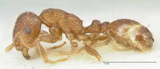 Tetramorium caespitum - FOCOL2107
