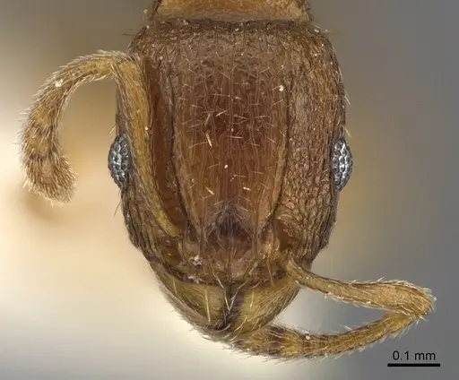 Tetramorium caldarium specimen