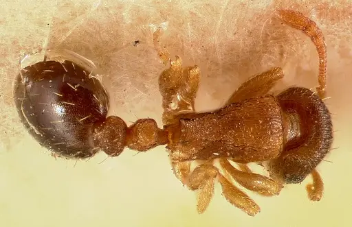 Tetramorium caldarium - CASENT0003150