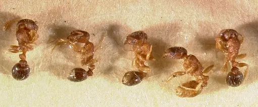 Tetramorium caldarium - CASENT0003150