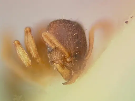 Tetramorium caldarium - CASENT0003150