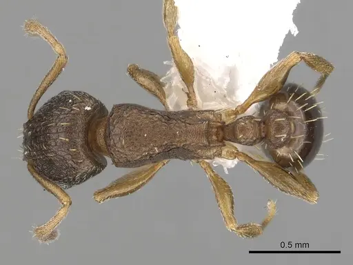 Tetramorium caldarium - CASENT0100776