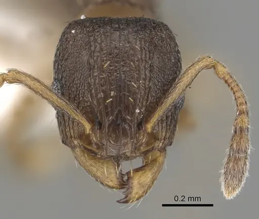 Tetramorium caldarium - CASENT0100776