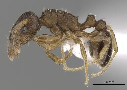 Tetramorium caldarium - CASENT0100776