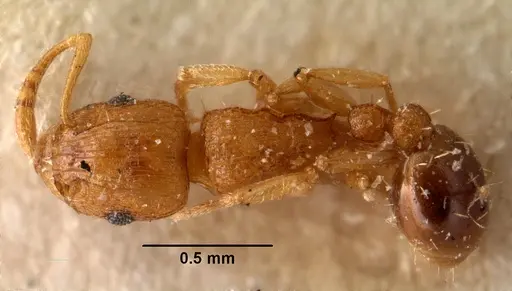 Tetramorium caldarium - CASENT0101490