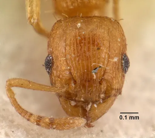 Tetramorium caldarium - CASENT0101490