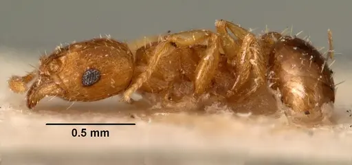 Tetramorium caldarium - CASENT0101490
