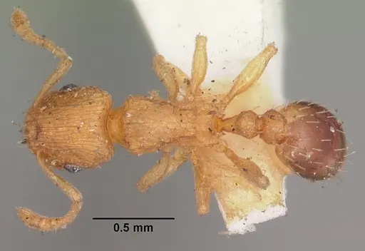Tetramorium caldarium - CASENT0102333