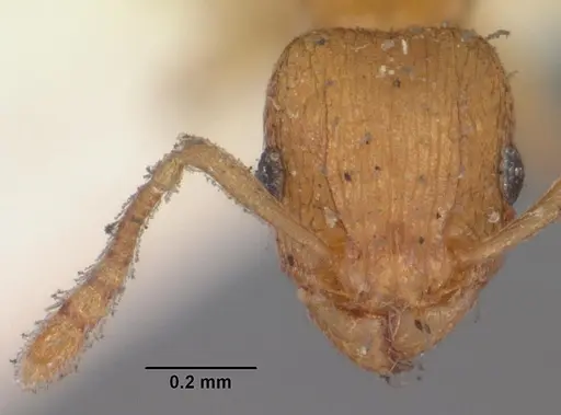 Tetramorium caldarium - CASENT0102333