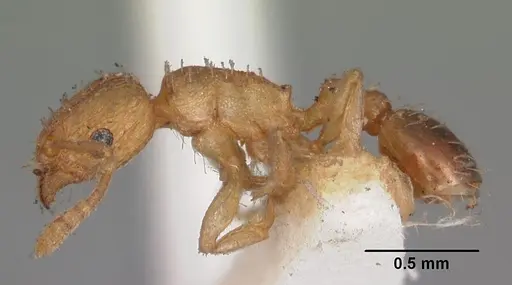 Tetramorium caldarium - CASENT0102333