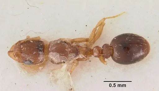 Tetramorium caldarium - CASENT0102358