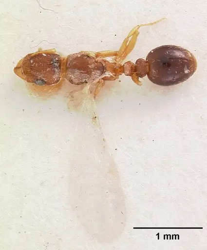 Tetramorium caldarium - CASENT0102358