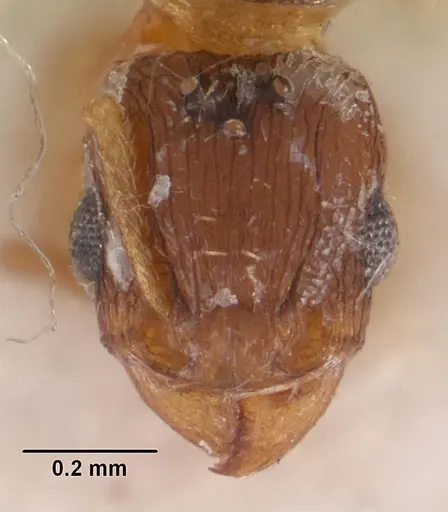 Tetramorium caldarium - CASENT0102358