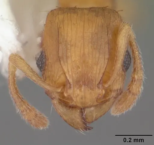 Tetramorium caldarium - CASENT0102738