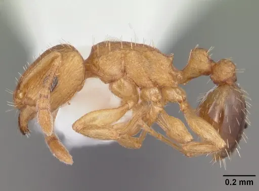 Tetramorium caldarium - CASENT0102738