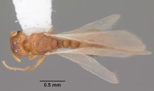 Tetramorium caldarium - CASENT0102739