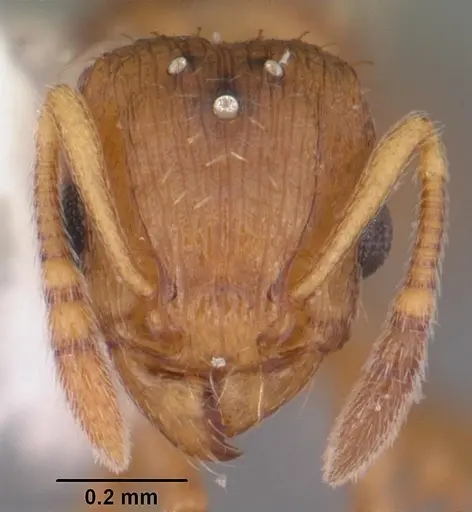 Tetramorium caldarium - CASENT0102739