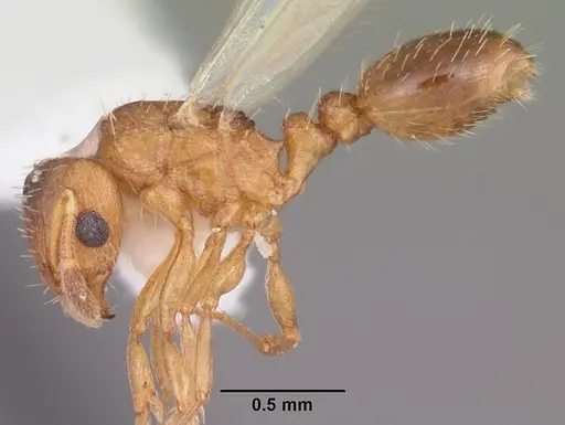 Tetramorium caldarium - CASENT0102739