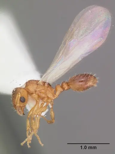 Tetramorium caldarium - CASENT0102739