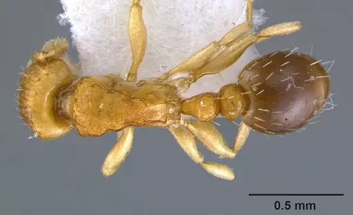 Tetramorium caldarium - CASENT0105867