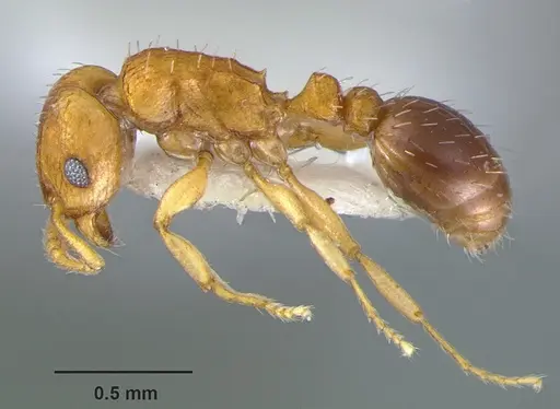 Tetramorium caldarium - CASENT0105867