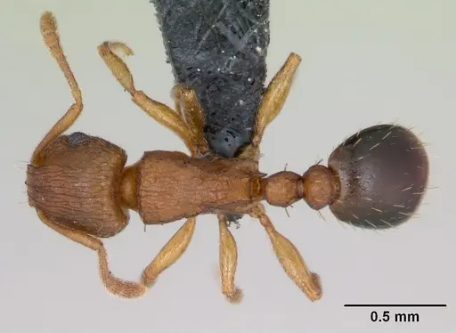 Tetramorium caldarium - CASENT0125225