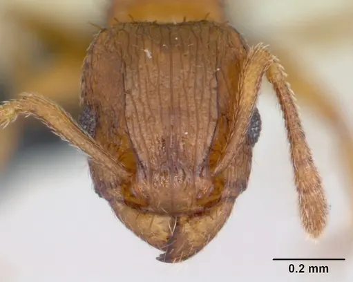 Tetramorium caldarium - CASENT0125225