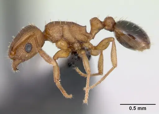 Tetramorium caldarium - CASENT0125225