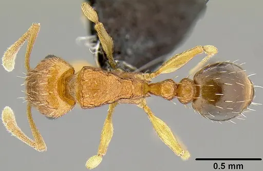 Tetramorium caldarium - CASENT0171084