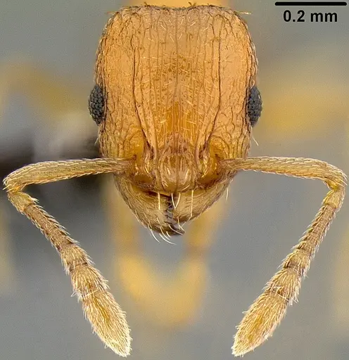 Tetramorium caldarium - CASENT0171084
