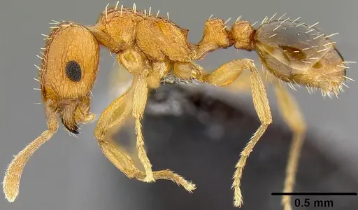 Tetramorium caldarium - CASENT0171084