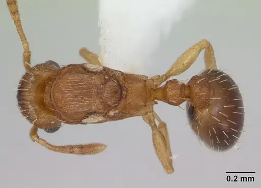 Tetramorium caldarium - CASENT0173286