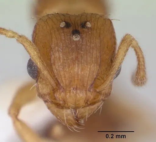 Tetramorium caldarium - CASENT0173286
