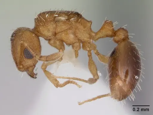 Tetramorium caldarium - CASENT0173286