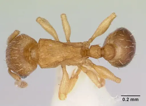 Tetramorium caldarium - CASENT0173287