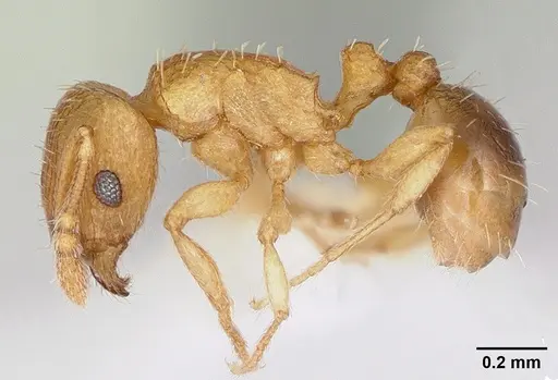 Tetramorium caldarium - CASENT0173287