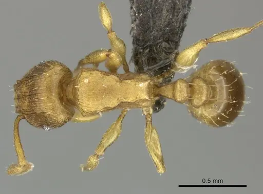 Tetramorium caldarium - CASENT0249022