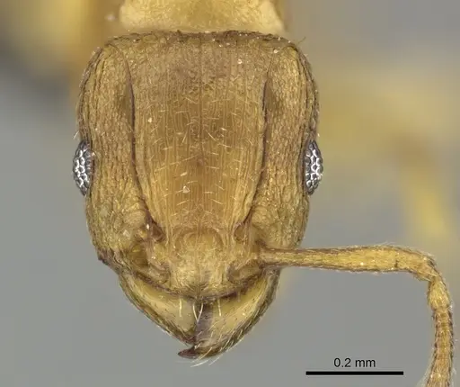 Tetramorium caldarium - CASENT0249022