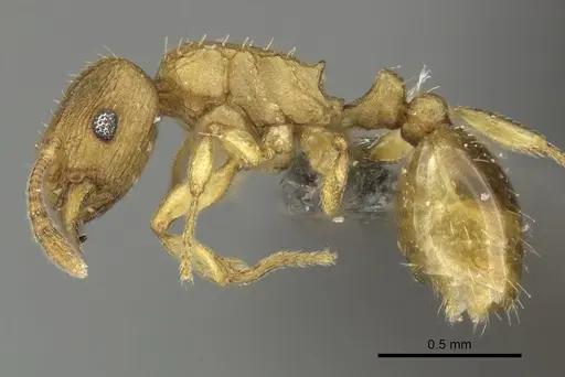 Tetramorium caldarium - CASENT0249022