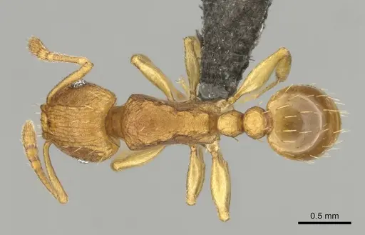 Tetramorium caldarium - CASENT0257045