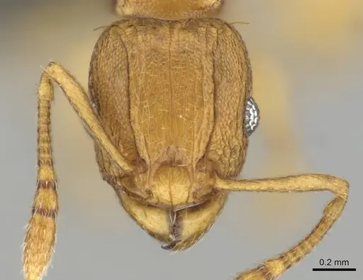 Tetramorium caldarium - CASENT0257045