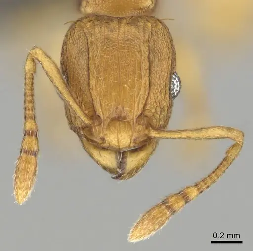 Tetramorium caldarium - CASENT0257045