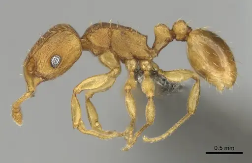 Tetramorium caldarium - CASENT0257045