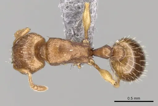 Tetramorium caldarium - CASENT0264195