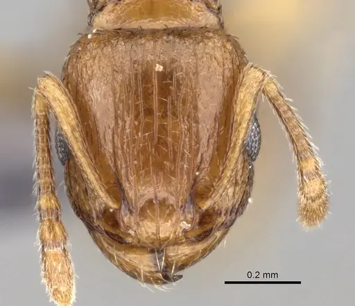 Tetramorium caldarium - CASENT0264195