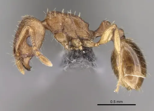 Tetramorium caldarium - CASENT0264195