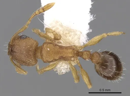 Tetramorium caldarium - CASENT0280853