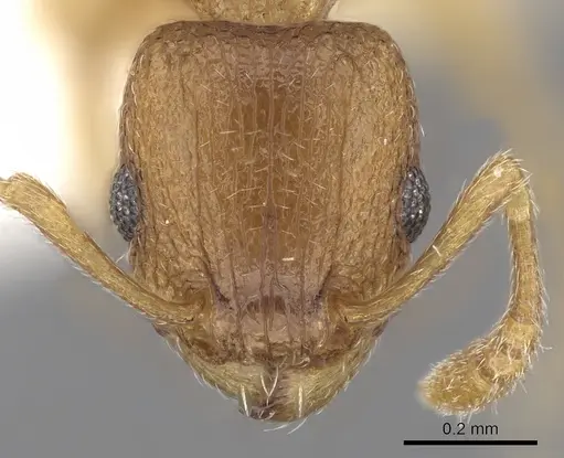 Tetramorium caldarium - CASENT0280853