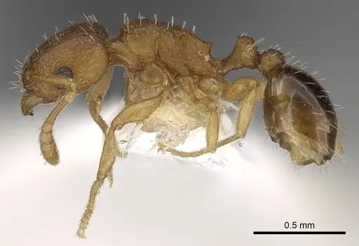 Tetramorium caldarium - CASENT0280853