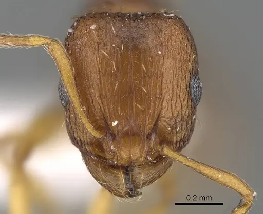 Tetramorium caldarium - CASENT0922289